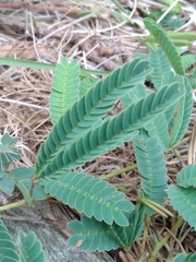 Mimosa dutrae