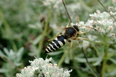 Sphecius antennatus