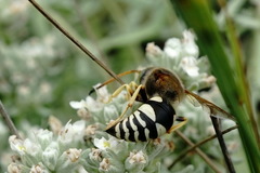 Sphecius antennatus