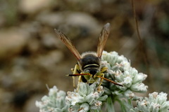 Sphecius antennatus