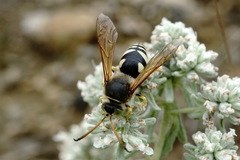 Sphecius antennatus