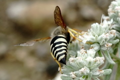 Sphecius antennatus