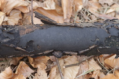 Biscogniauxia nummularia