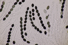 Biscogniauxia nummularia