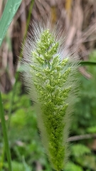 Polypogon monspeliensis