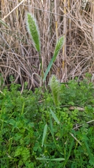 Polypogon monspeliensis