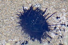 Echinometra lucunter