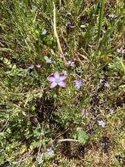 Gilia clivorum