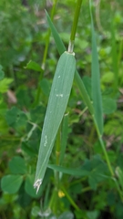 Polypogon monspeliensis