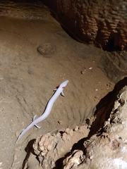 Proteus anguinus anguinus