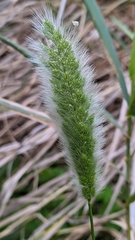 Polypogon monspeliensis