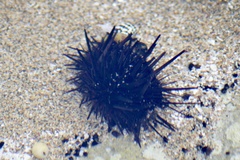 Echinometra lucunter