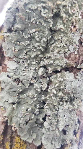 Powder-edged Speckled Greenshield