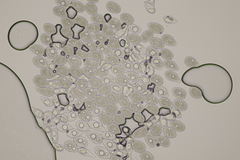 Milesina kriegeriana