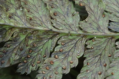 Milesina kriegeriana