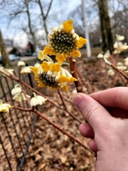 Edgeworthia