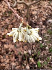 Edgeworthia