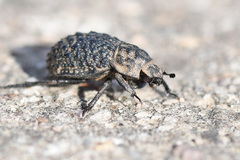 Trox perlatus