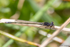 Cyanallagma interruptum