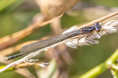 Cyanallagma interruptum