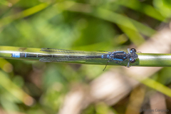 Cyanallagma interruptum