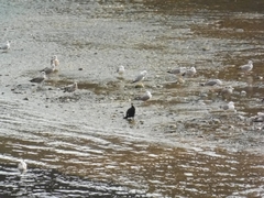 Phalacrocorax carbo