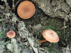 Lactarius alpinus