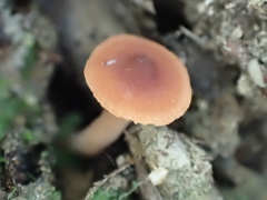 Lactarius alpinus