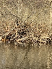 Chrysemys picta marginata