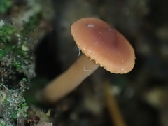 Lactarius alpinus