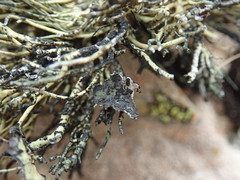 Usnea ciliata
