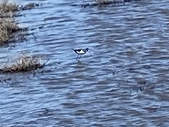 Himantopus mexicanus