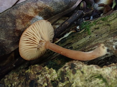 Lactarius alpinus