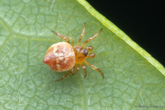 Phoroncidia scutula