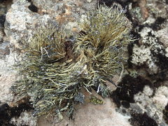 Usnea ciliata