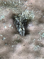 Myopsocidae