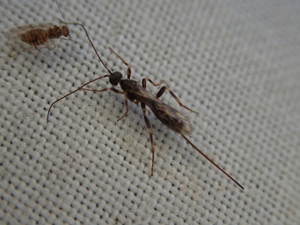 Wachsmannia spathiiformis
