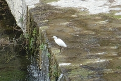 Egretta garzetta