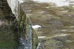 Egretta garzetta