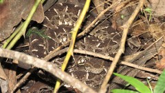 Bothrops pubescens