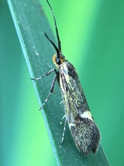 Esperia sulphurella