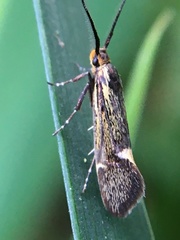 Esperia sulphurella