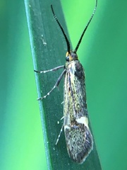 Esperia sulphurella