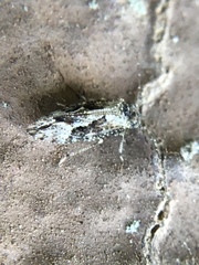 Myopsocidae