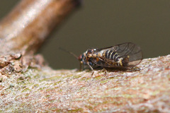Cacopsylla pruni