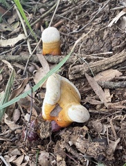 Ganoderma steyaertianum