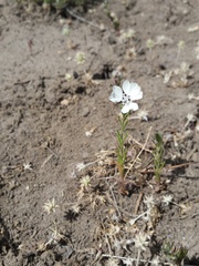 Blepharipappus scaber