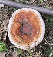 Ganoderma steyaertianum