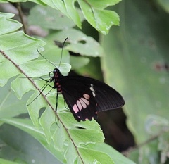 Parides iphidamas