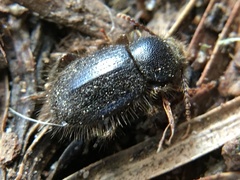 Eleodes littoralis